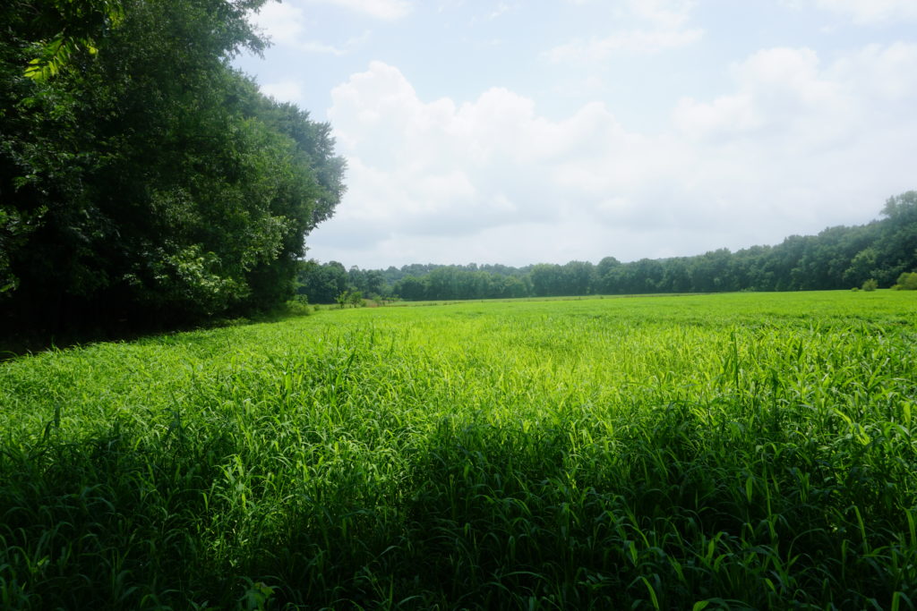 Grassland view